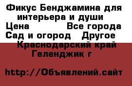 Фикус Бенджамина для интерьера и души › Цена ­ 2 900 - Все города Сад и огород » Другое   . Краснодарский край,Геленджик г.